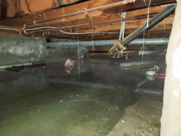 Best Carpet water damage restoration  in Gold Canyon, AZ