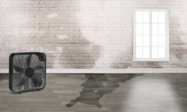 Best Water damage cleanup near me  in Gold Canyon, AZ